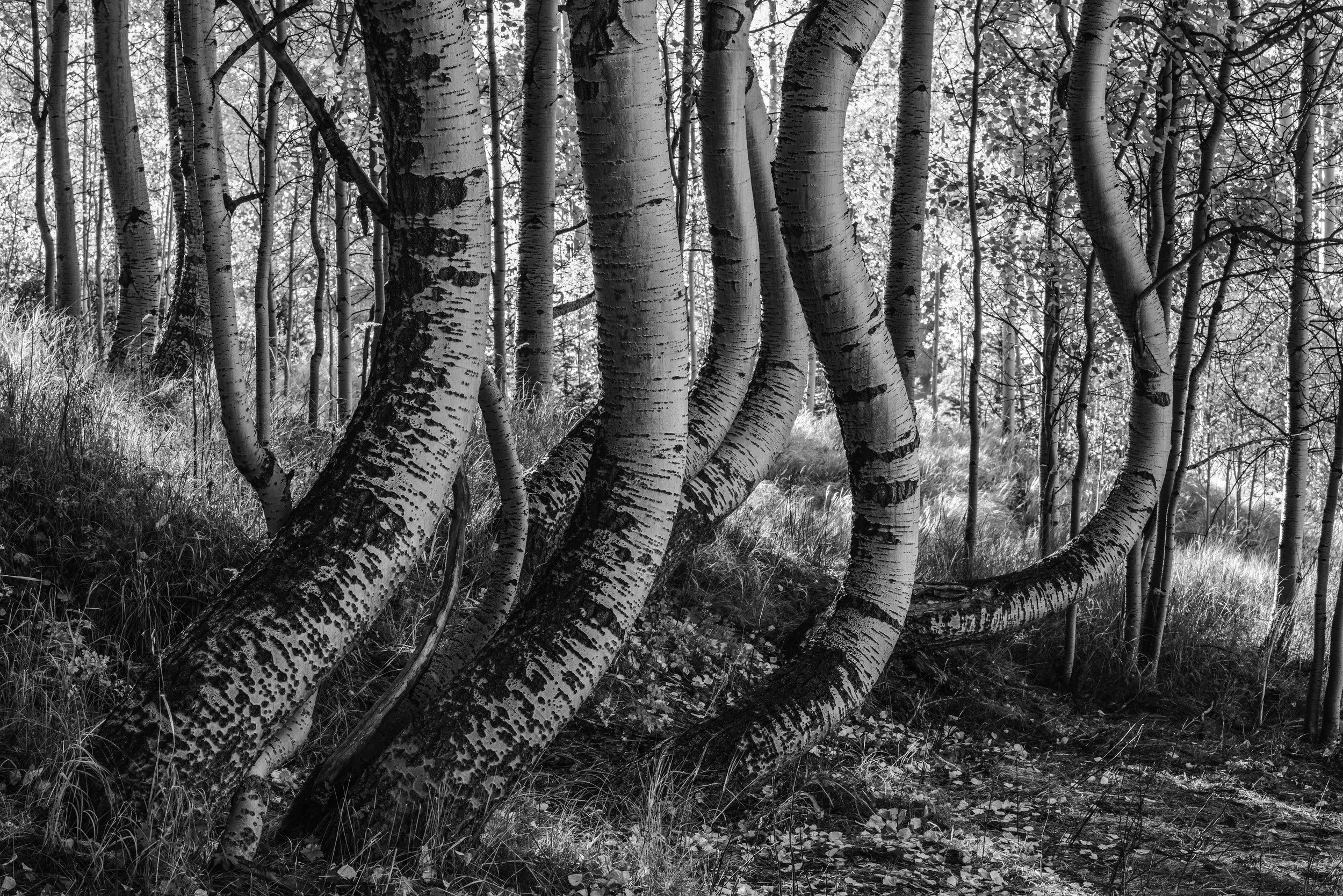 curvy aspens (1 of 1)-13.jpg