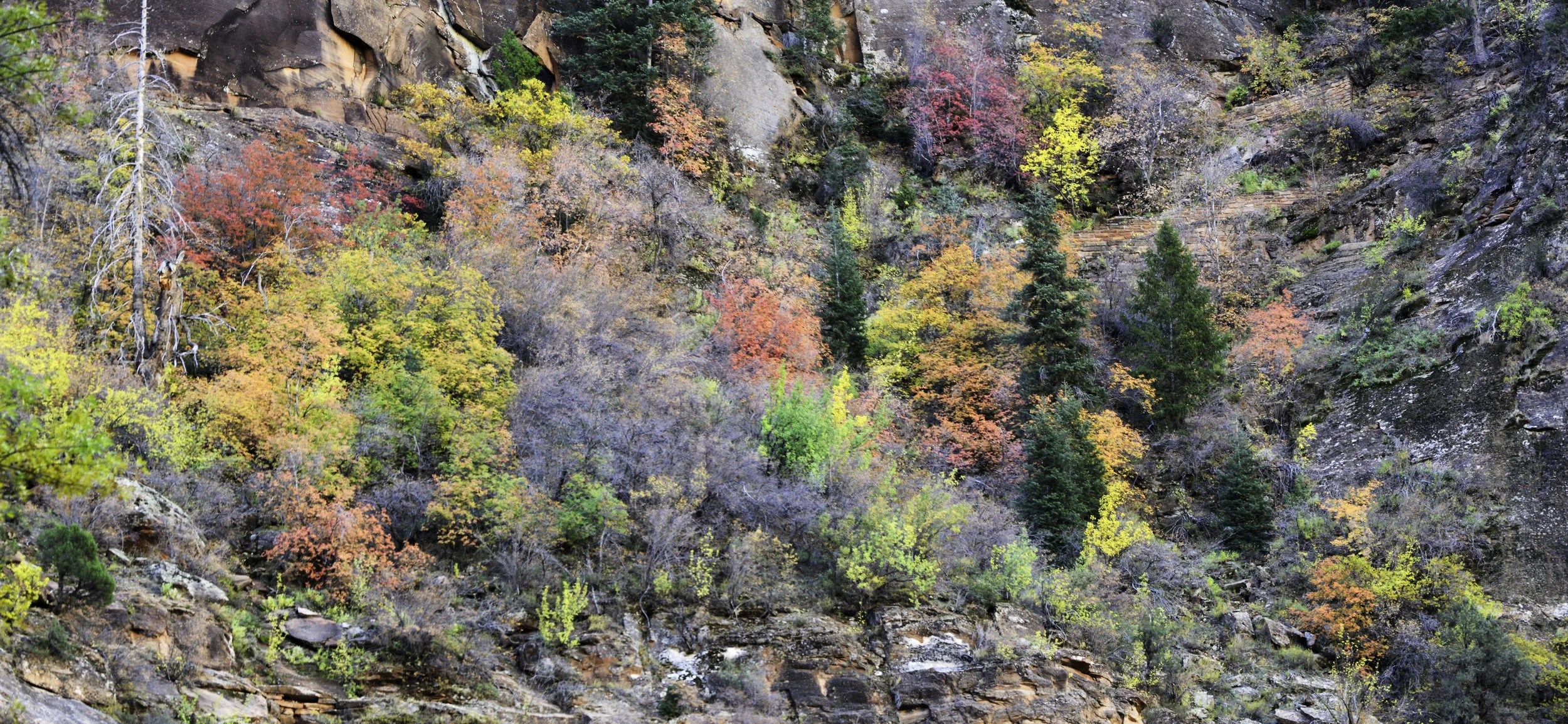 weeping rock 2.jpg