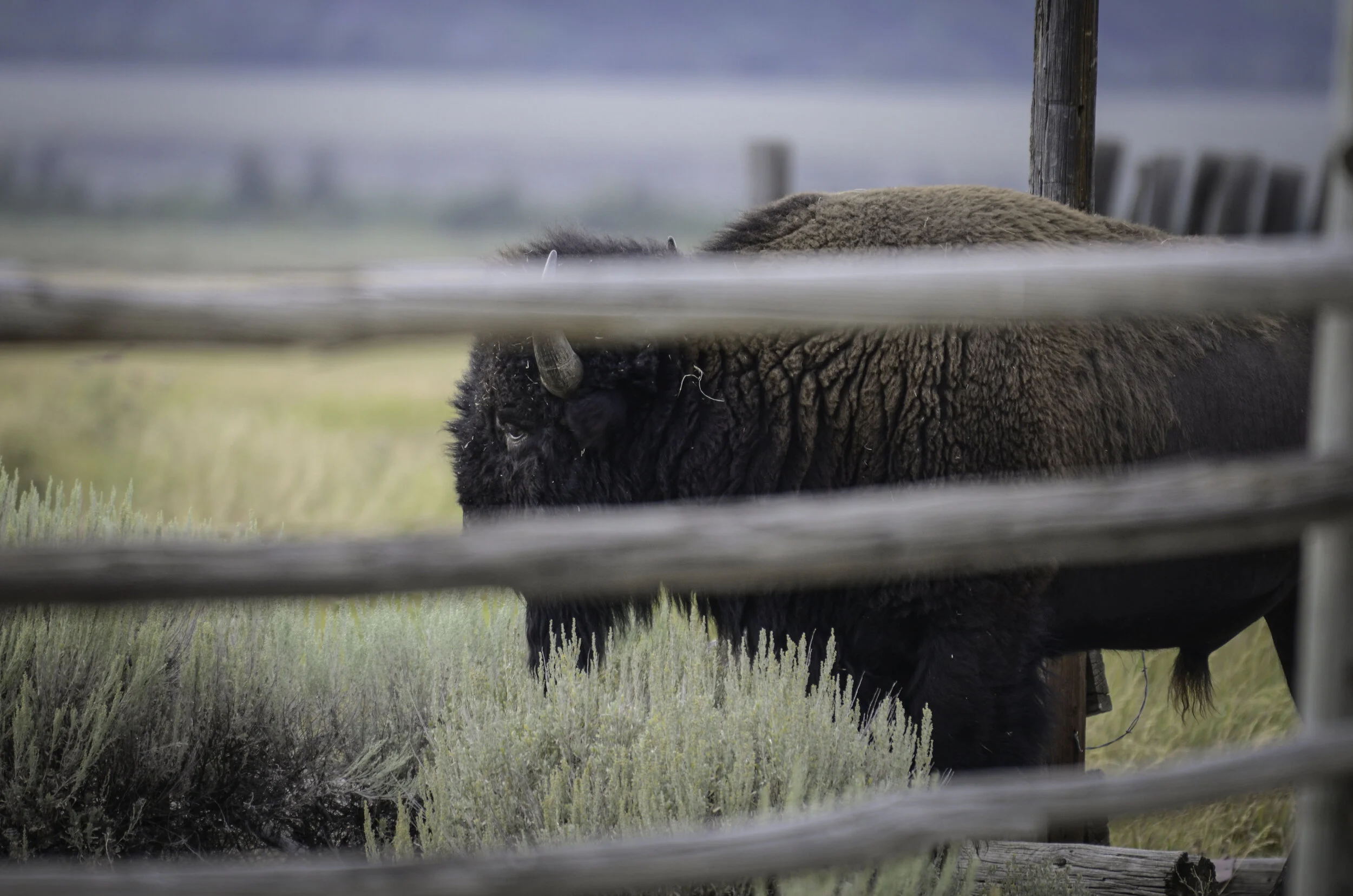 bison (1 of 1)-4.jpg