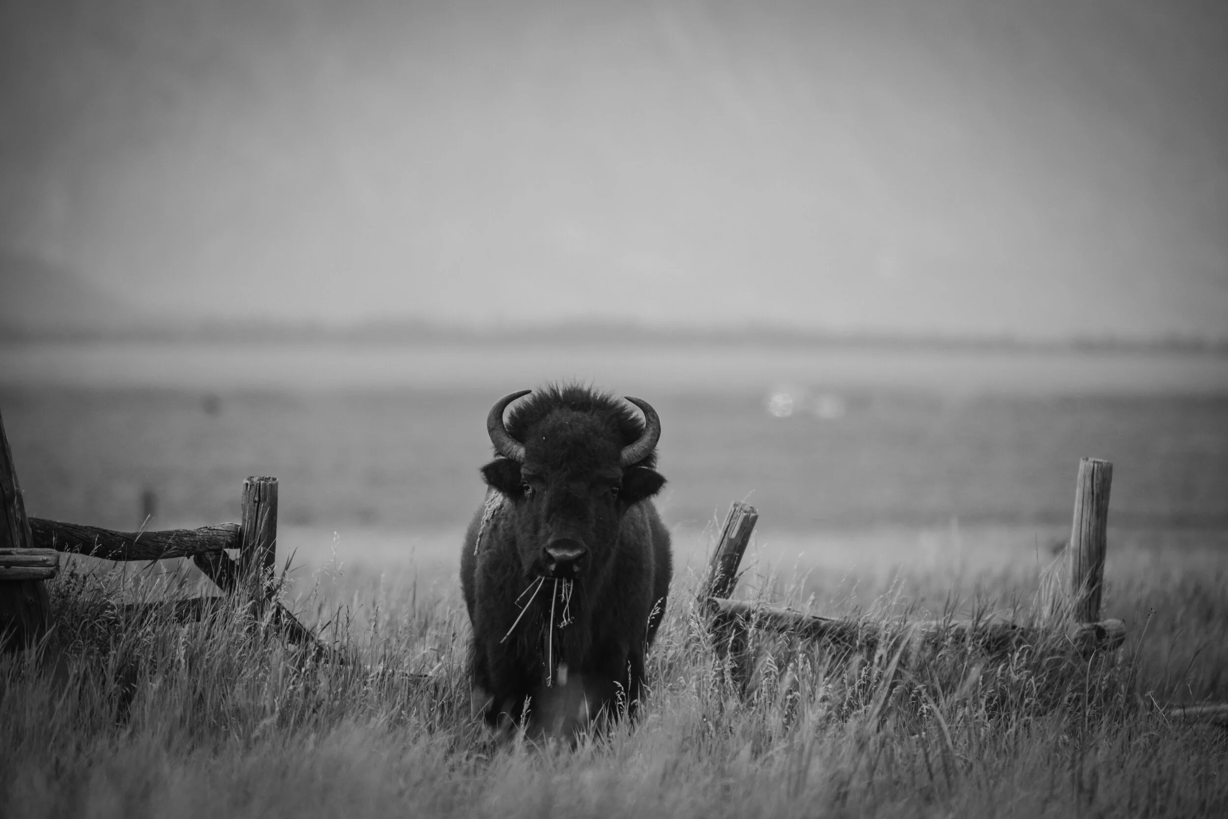 bison (1 of 1)-10.jpg