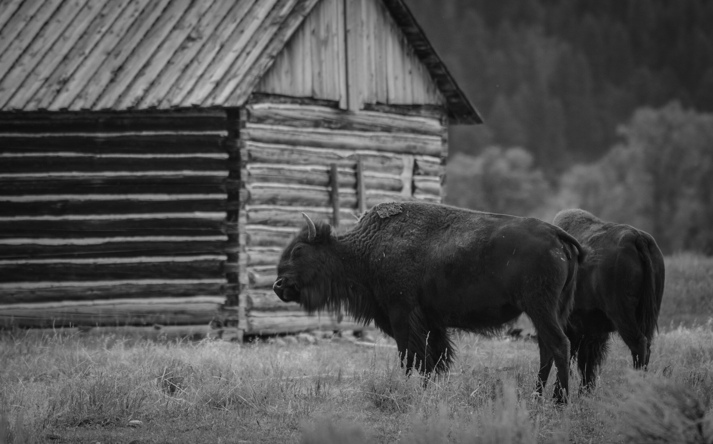 bison (1 of 1)-15.jpg
