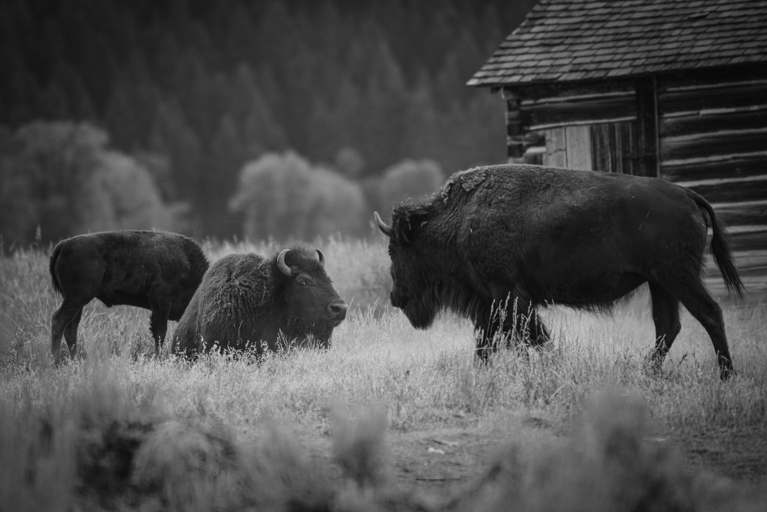 bison (1 of 1)-18.jpg