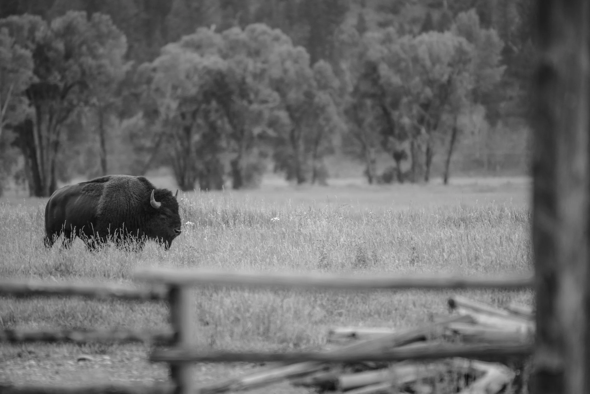 bison (1 of 1)-22.jpg