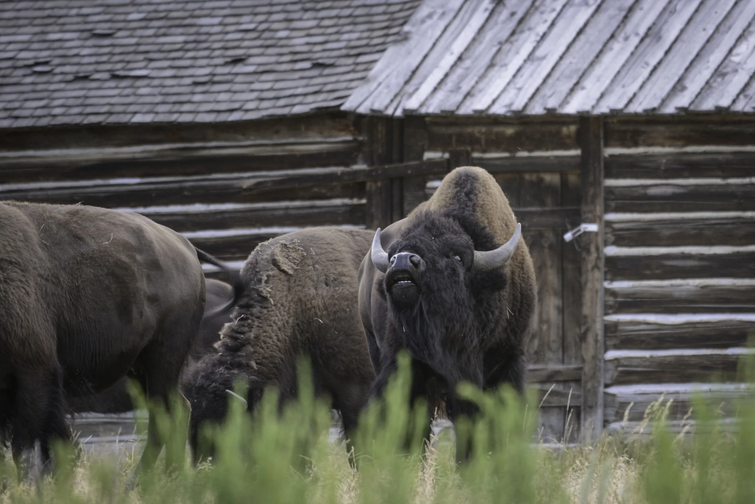 bison (1 of 1)-23.jpg