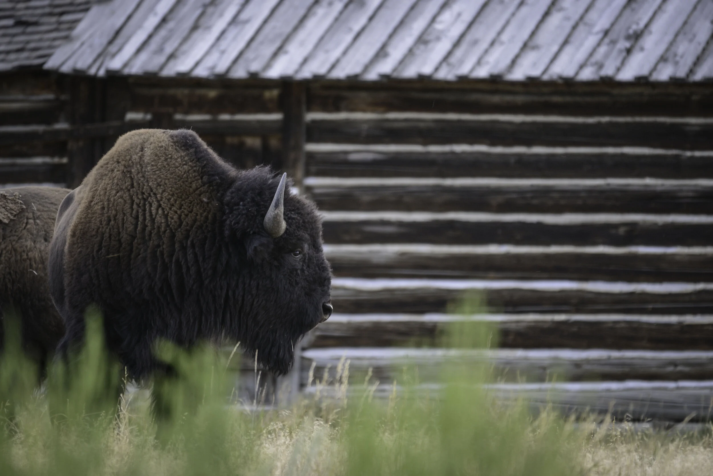 bison (1 of 1)-24.jpg