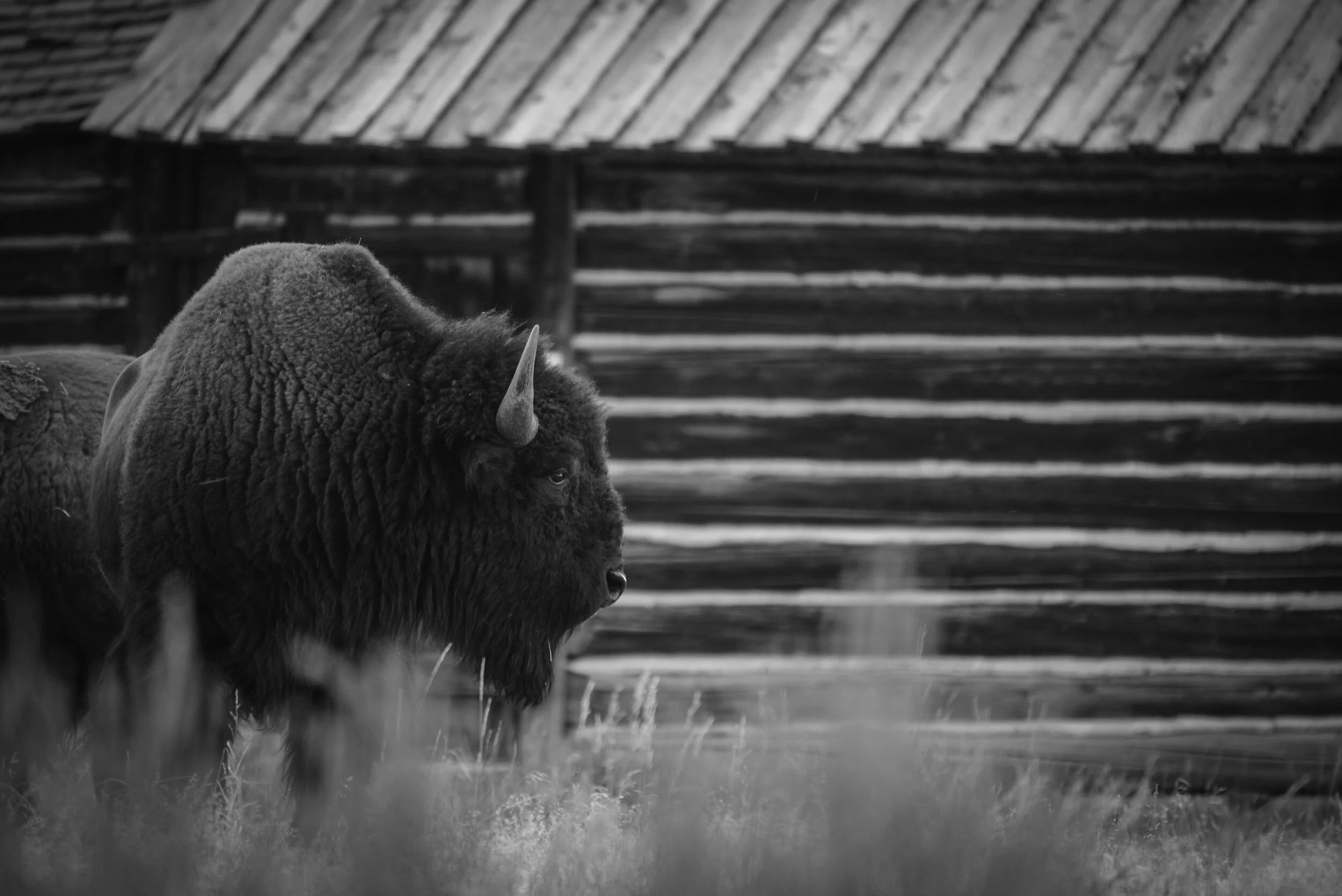 bison (1 of 1)-25.jpg