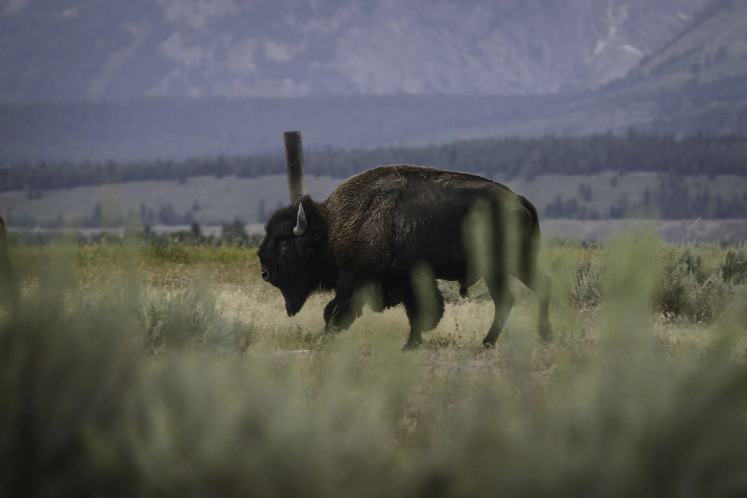 bison (1 of 1)-28.jpg