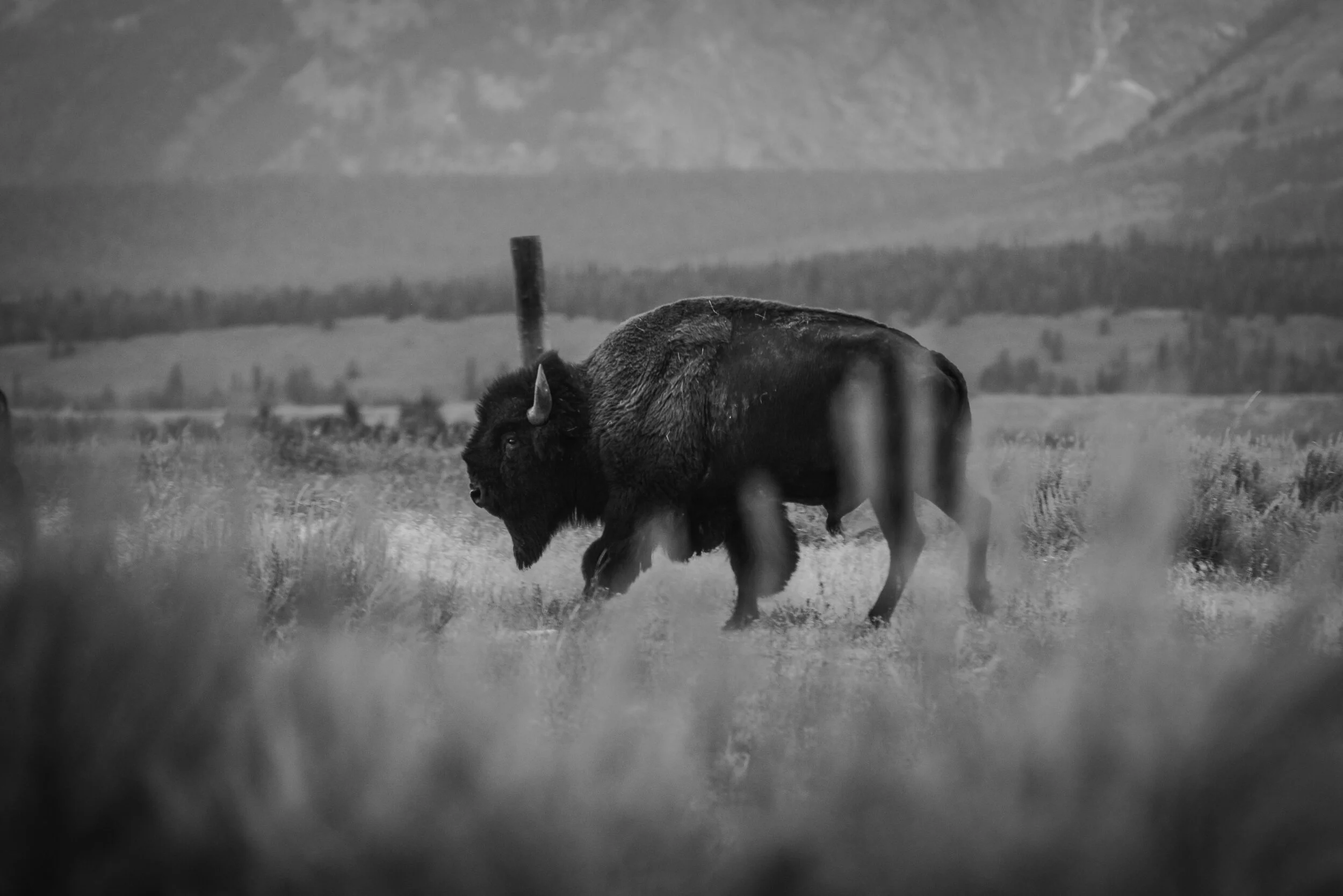 bison (1 of 1)-29.jpg