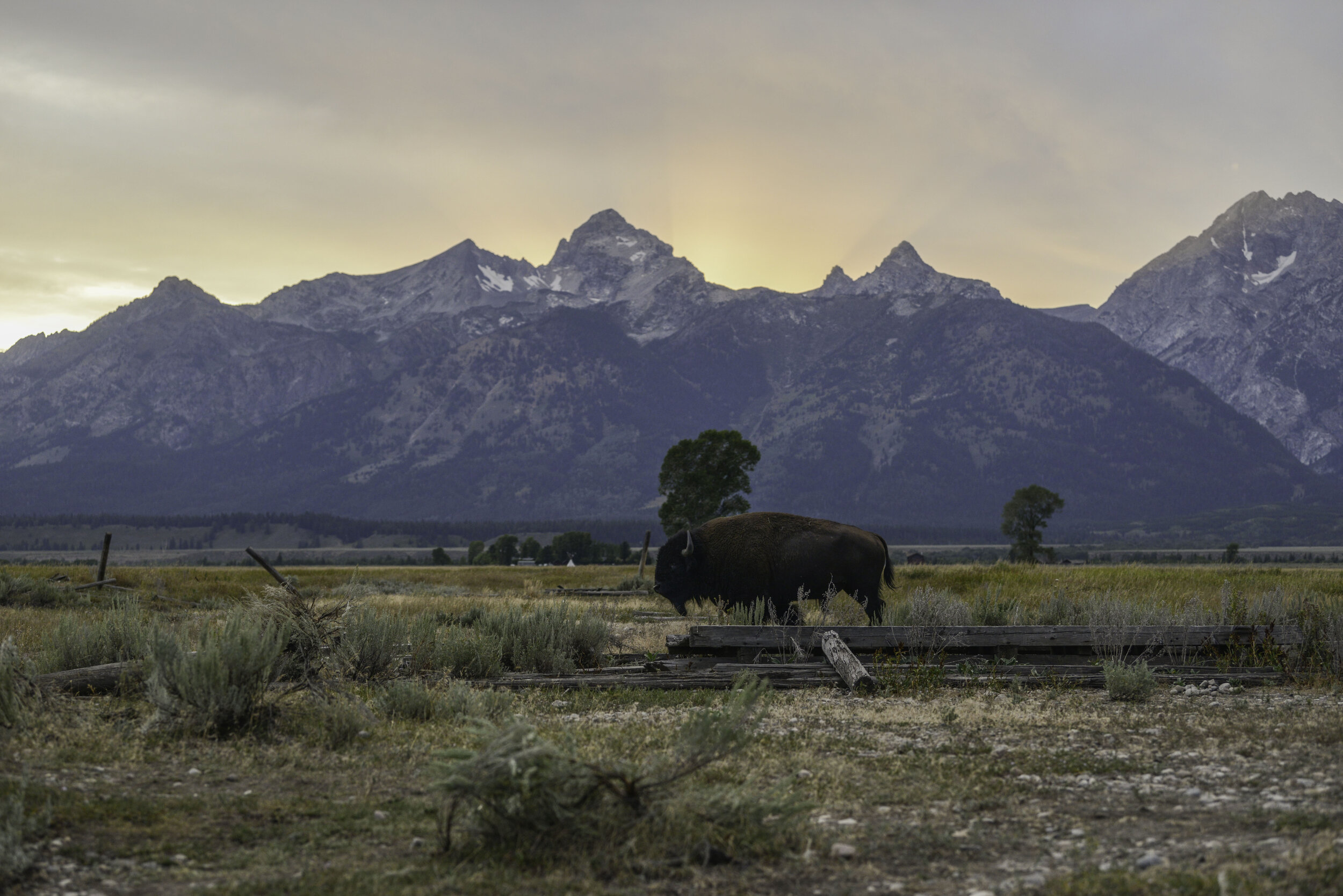 bison (1 of 1)-30.jpg