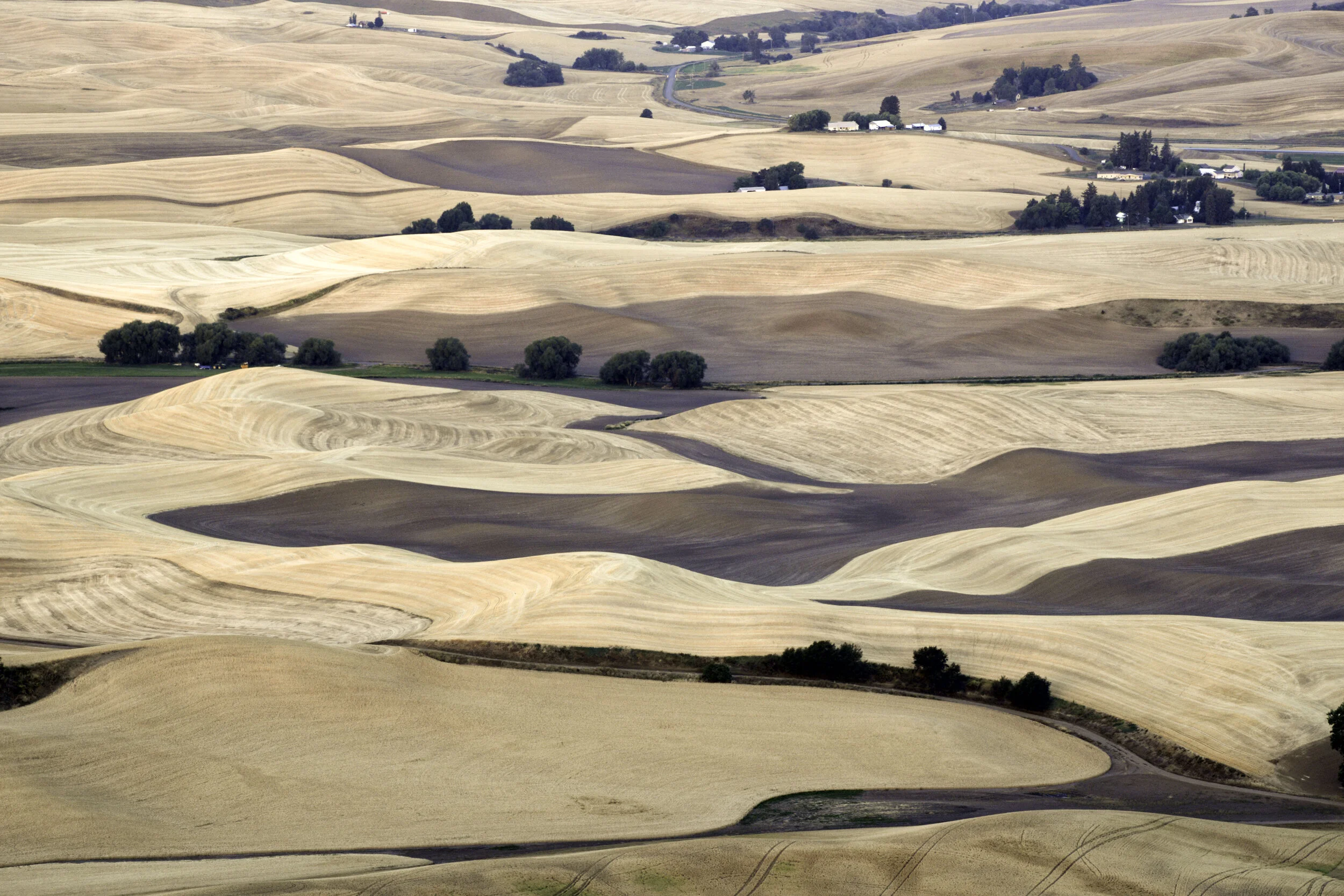 palouse 4.jpg