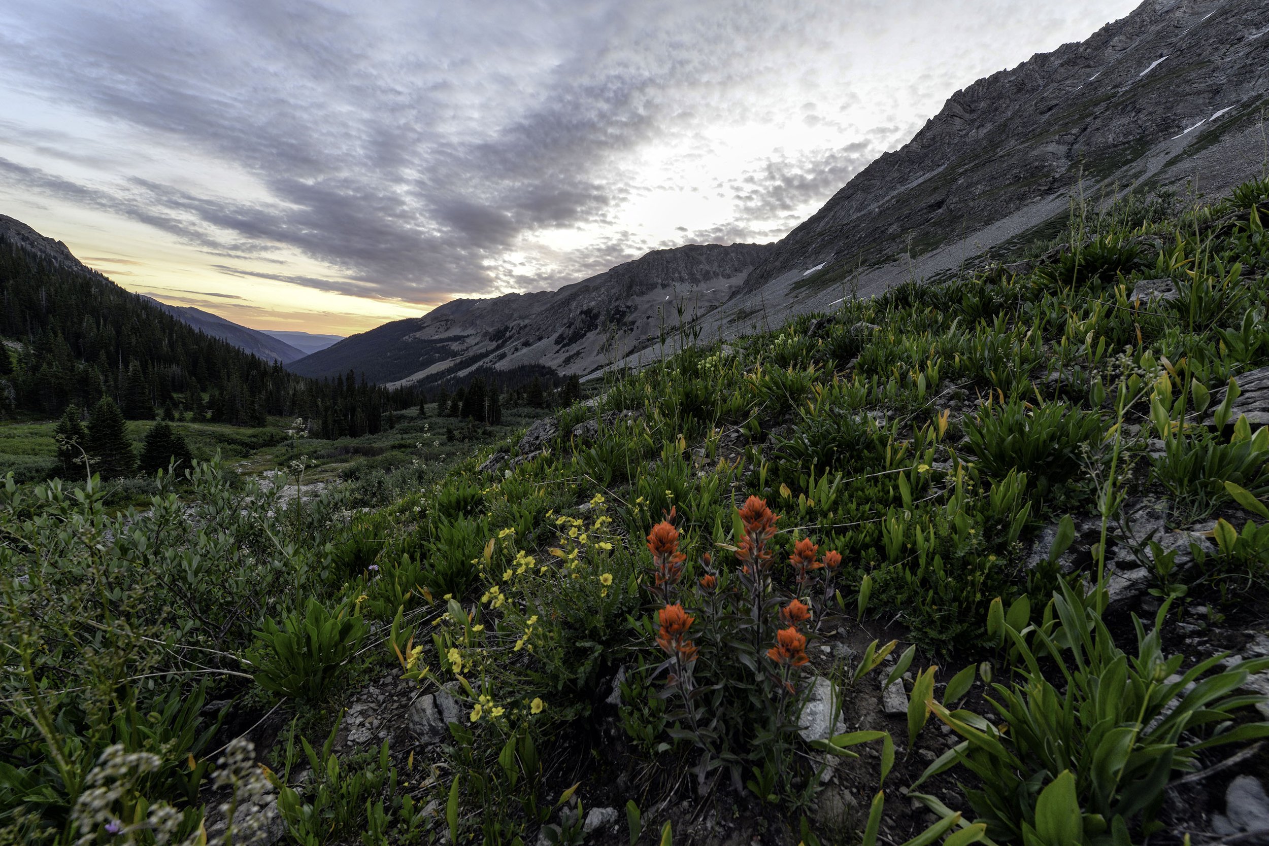 wildflower sunrise 2 copy.jpg
