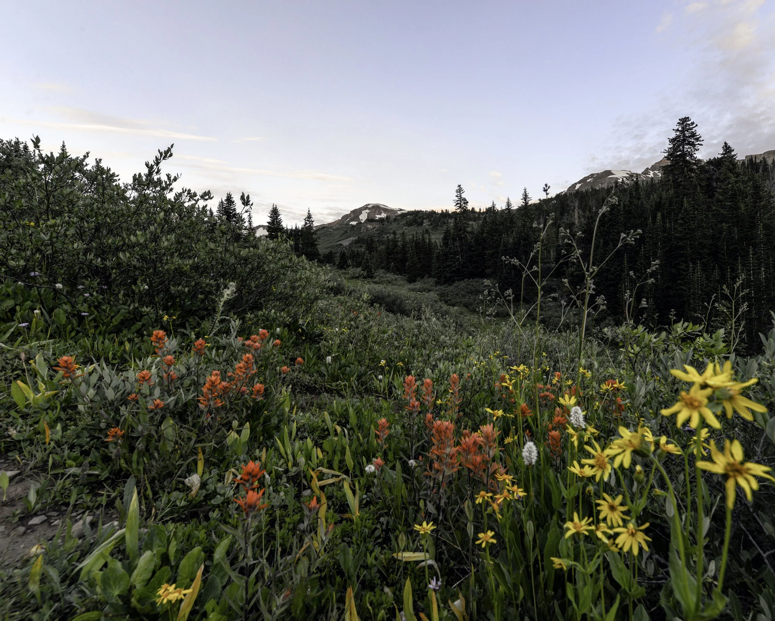 wildflower sunrise 3 copy.jpg