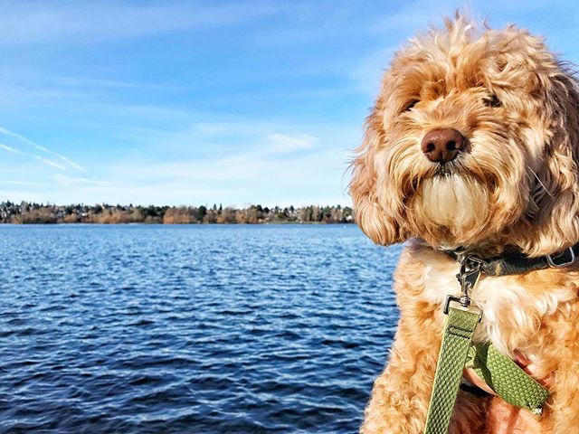 Someone had a great walk around Greenlake with her mom and dad today!! 😍🐶😍