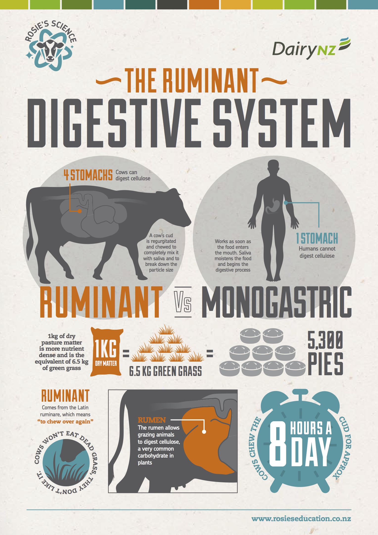 The ruminant digestive system.jpg