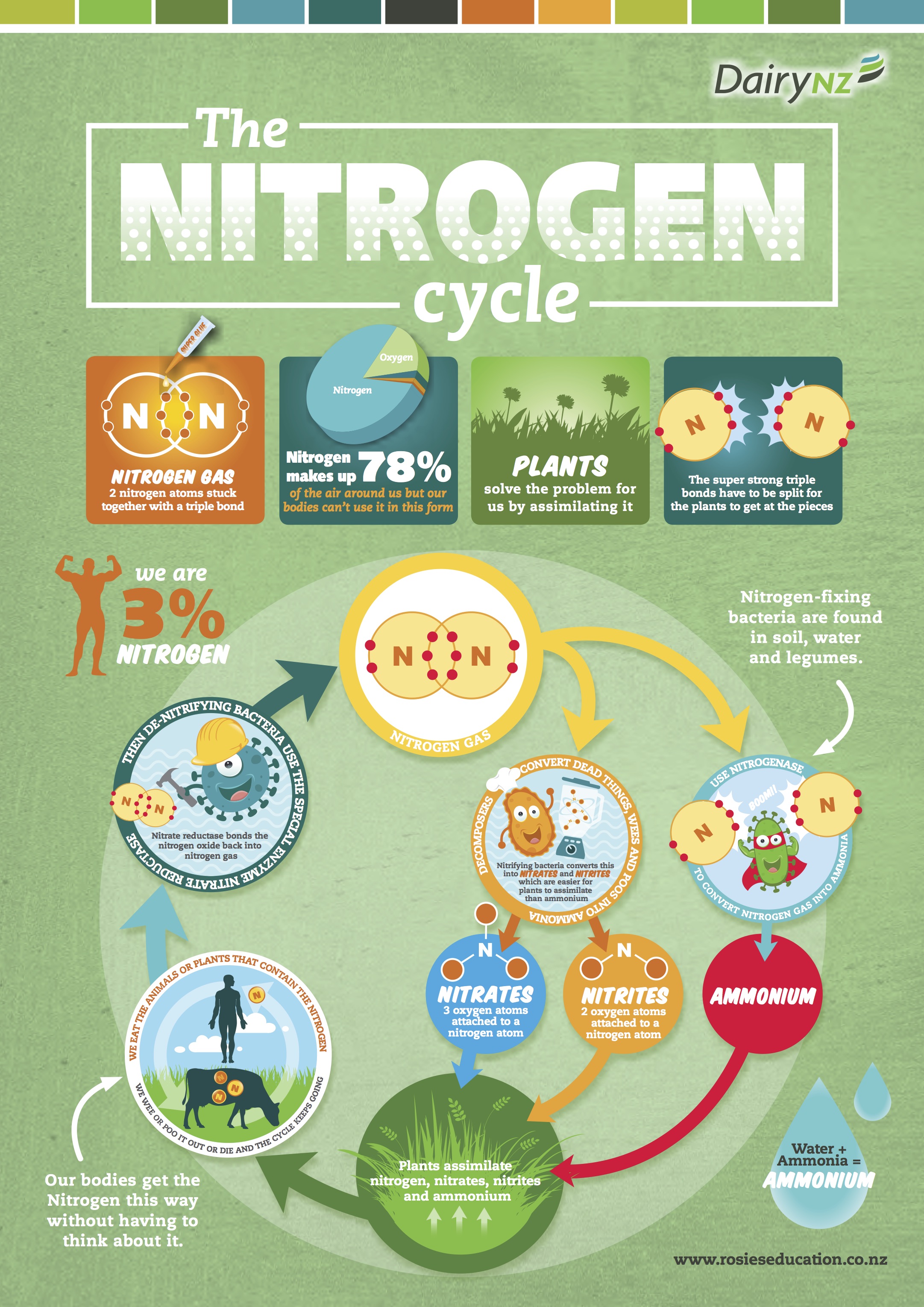 Nitrogen cycle .jpg
