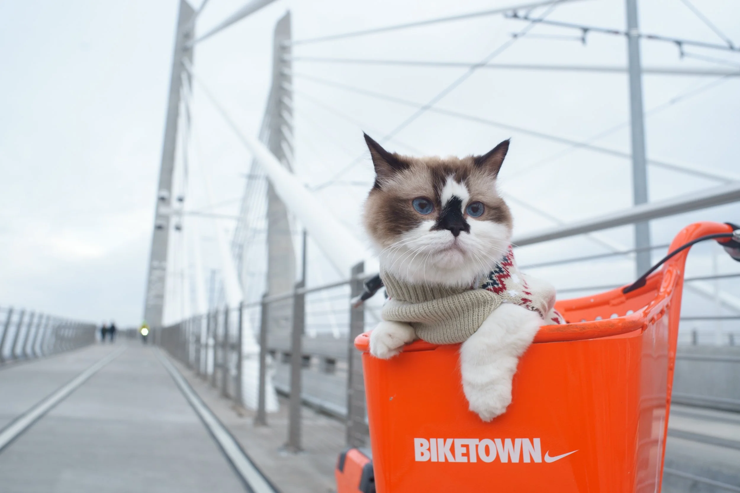 cat-mapper-max-ogden-204436-unsplash (1).jpg
