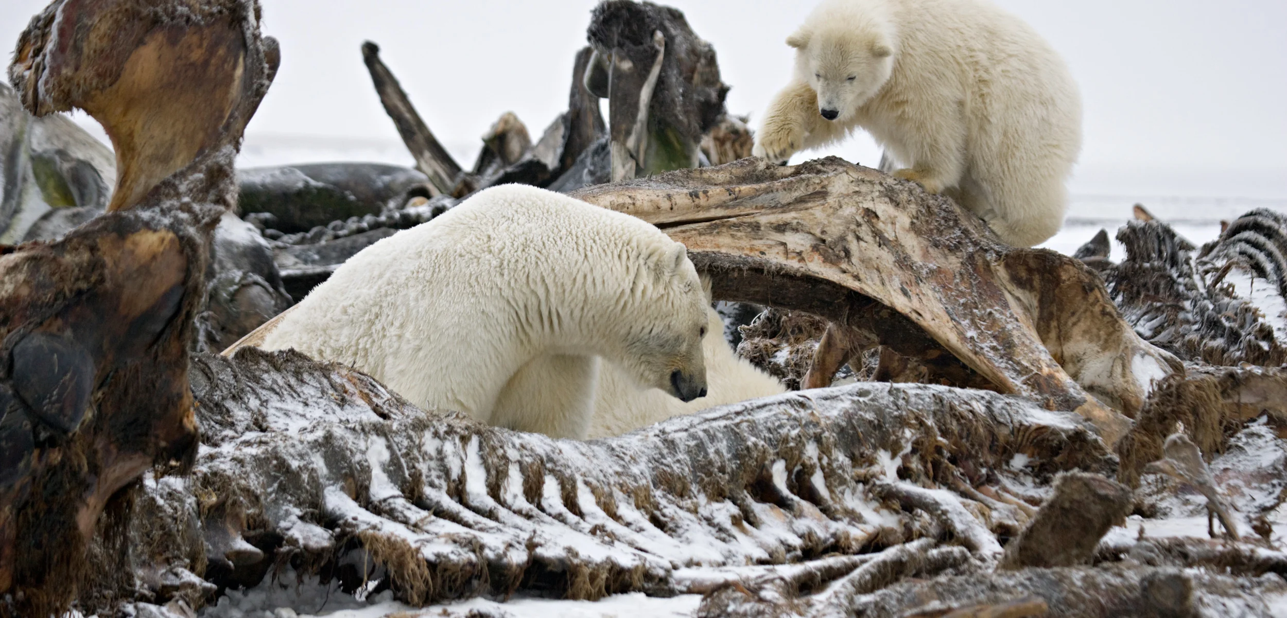 header-watching-white-bear.jpg