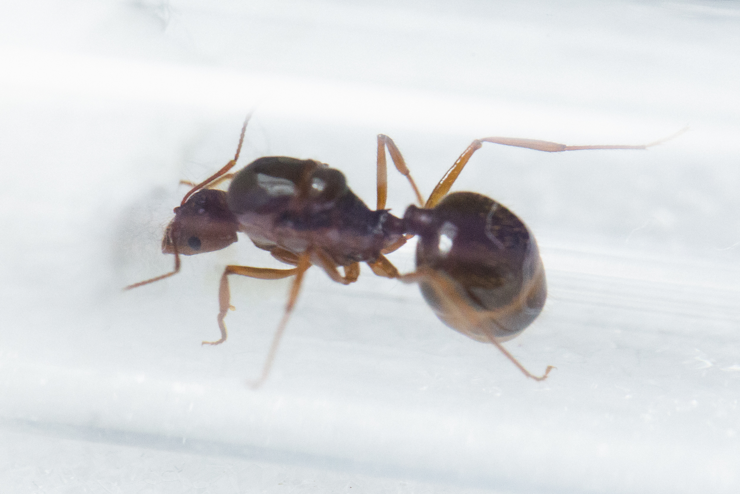 Queen Ants For Sale — Ants Everything
