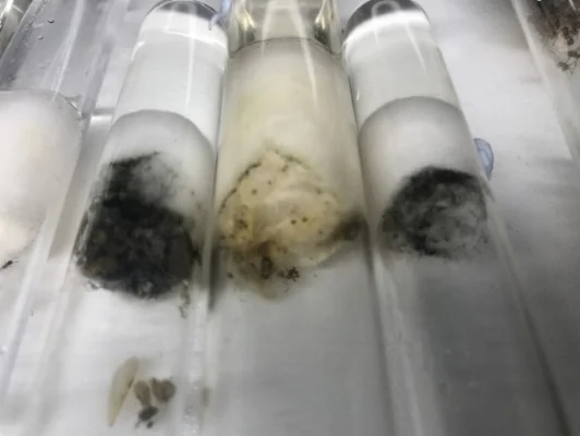 Mouldy tubes.jpg