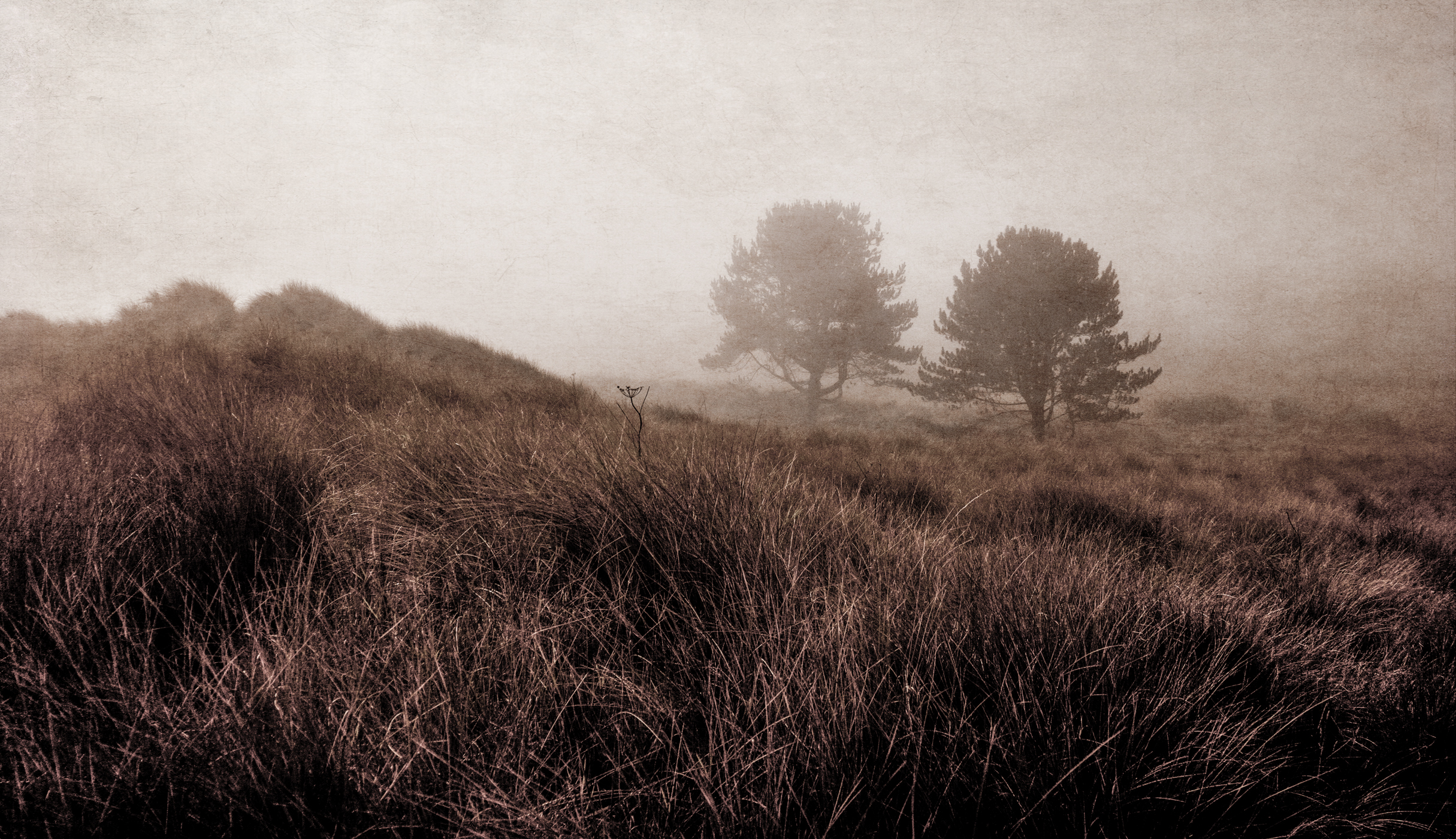 Northumberland in the mist 2
