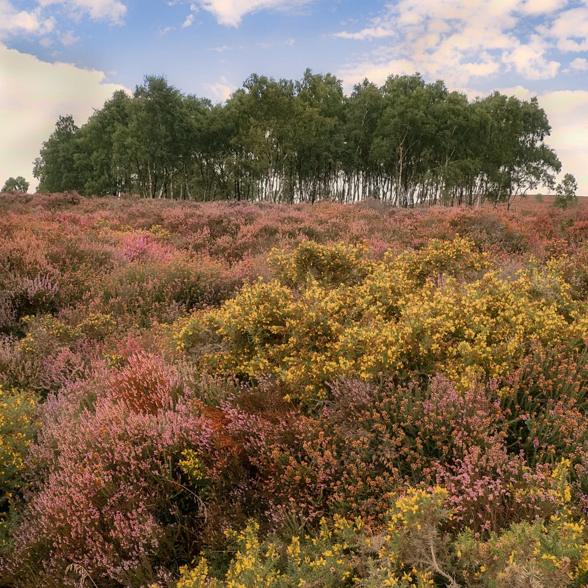 A Splash of Colour.jpg