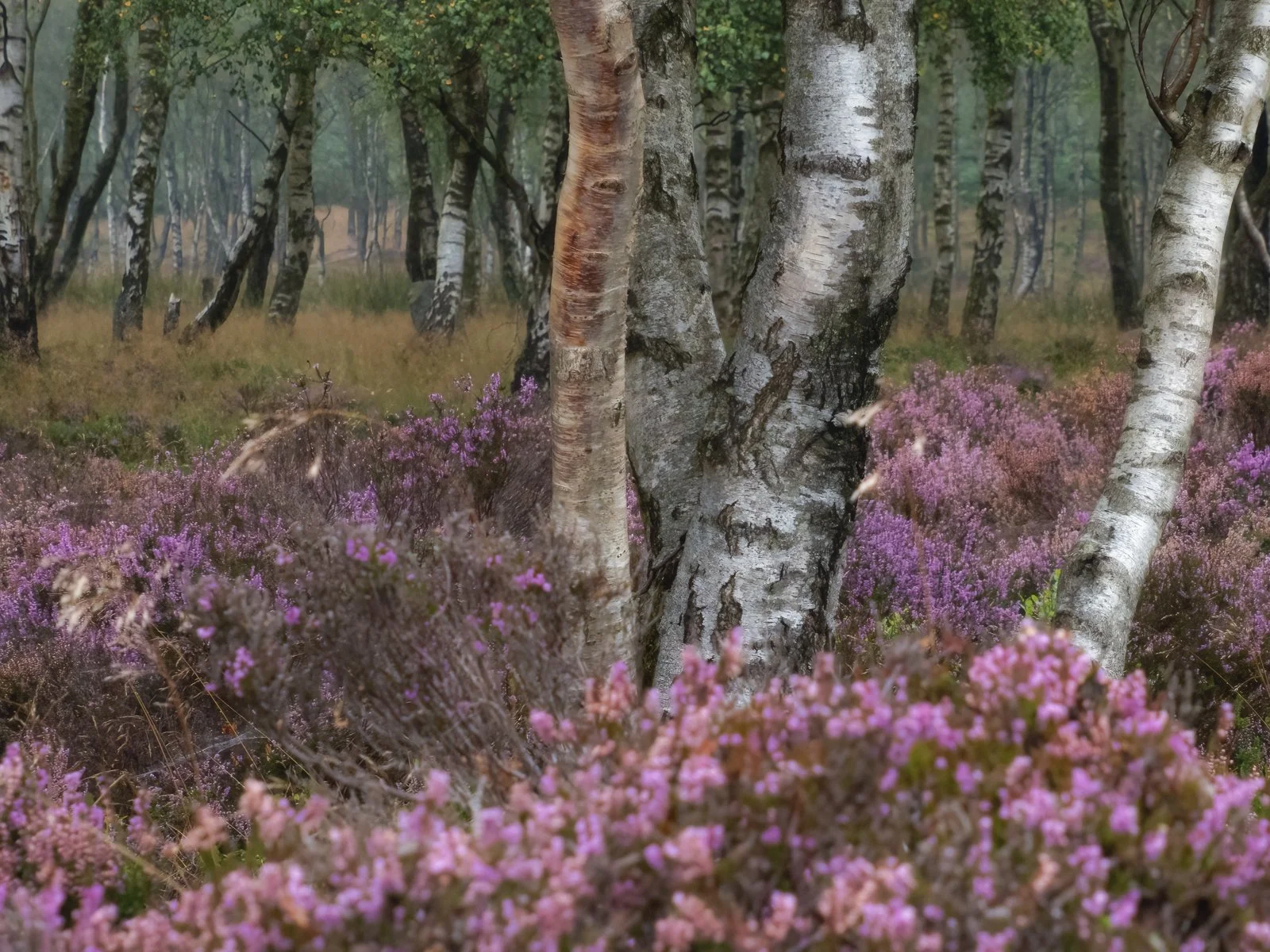 P9031419-Edit-Edit.jpg