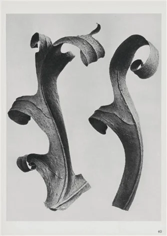 karl-blossfeldt-urformen-der-kunst-40.jpg