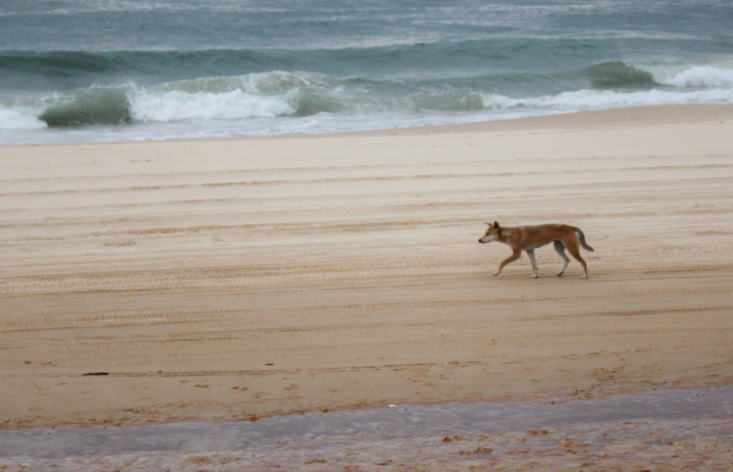 dingo.jpg
