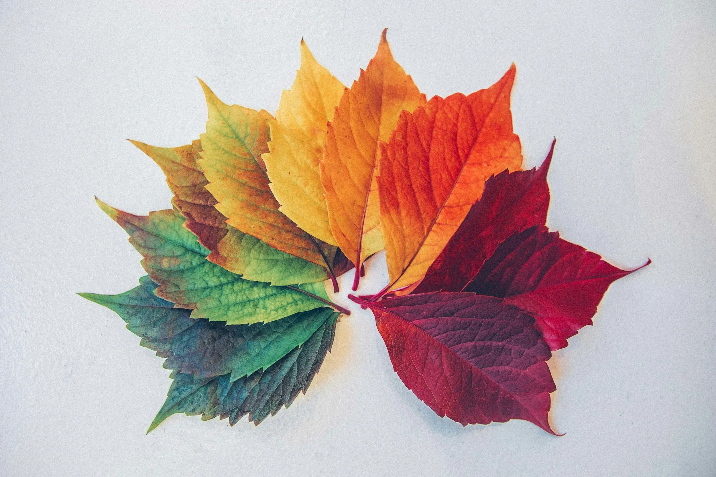 A collection of multicolored autumn leaves arranged on a white surface.
