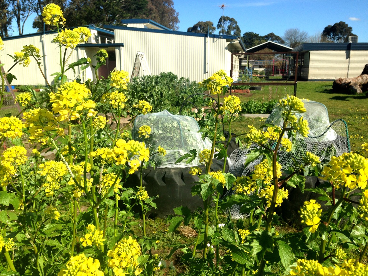 school_garden_design_melbourne.jpg