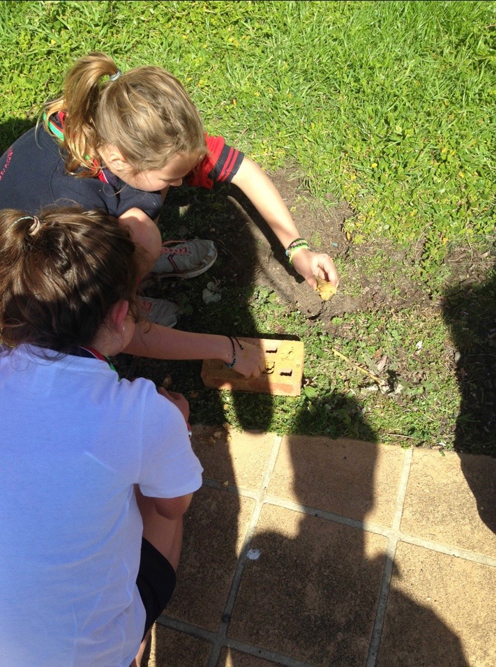 environmental_workshop_for_schools_australia.jpg