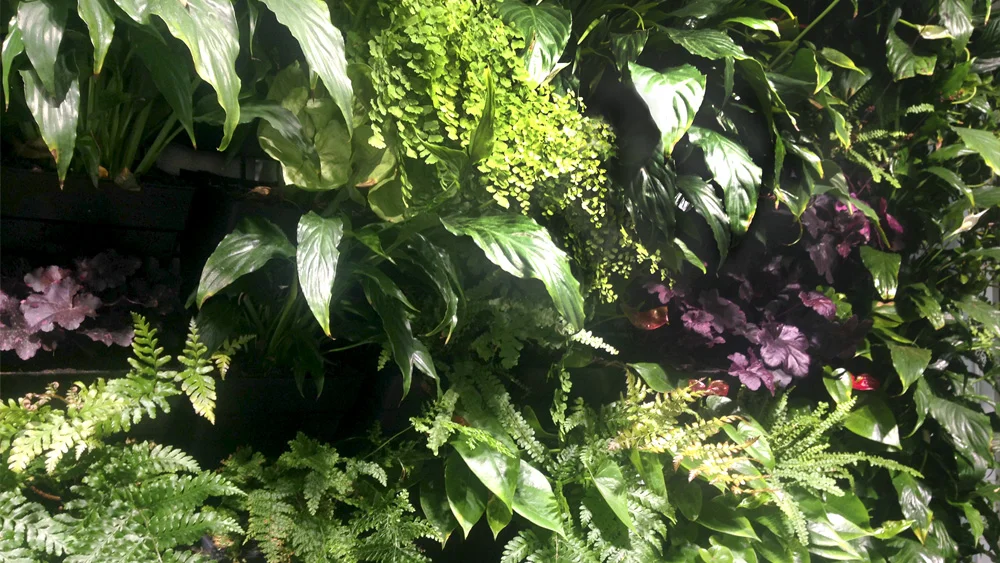 office_plants_melbourne.jpg