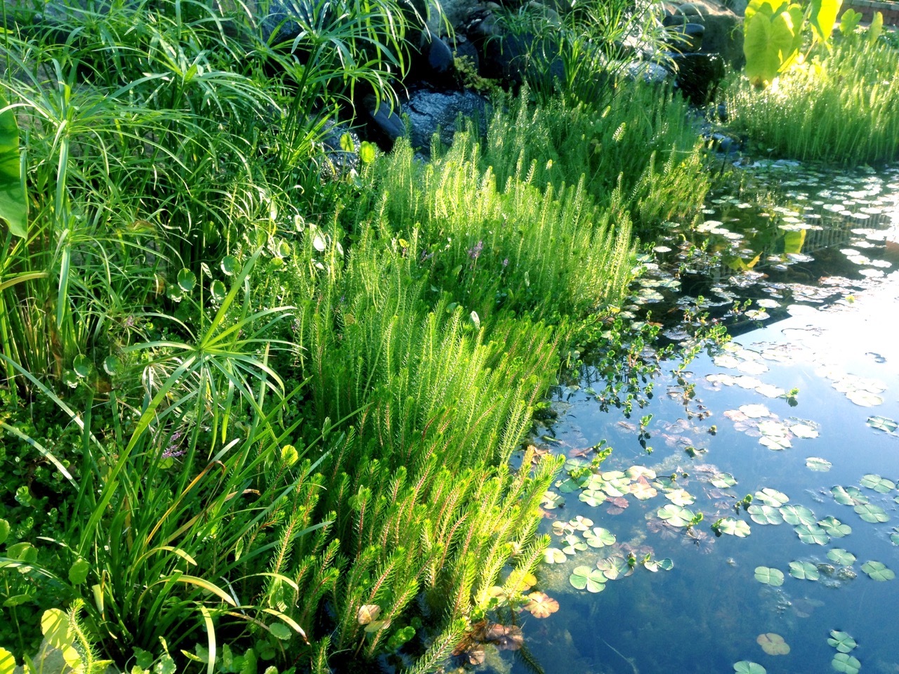 water_features_melbourne.jpg