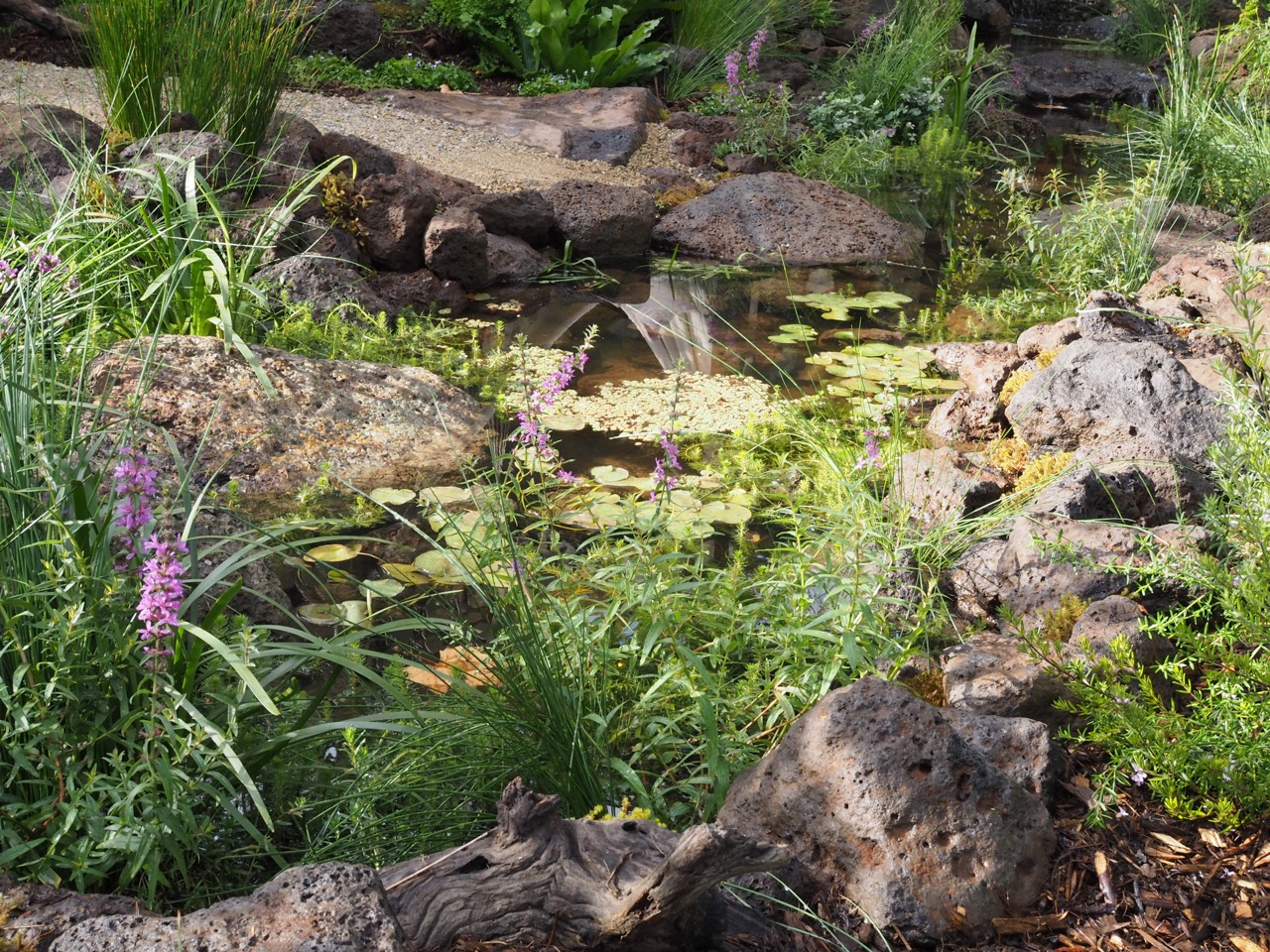 Pondscape.jpg