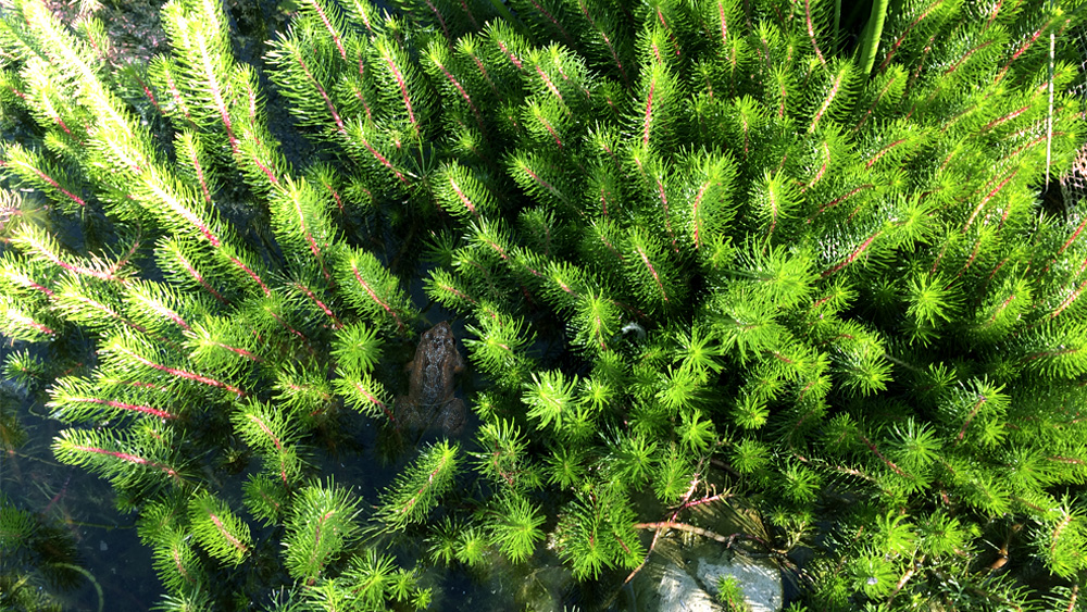 water_plants_melbourne.jpg