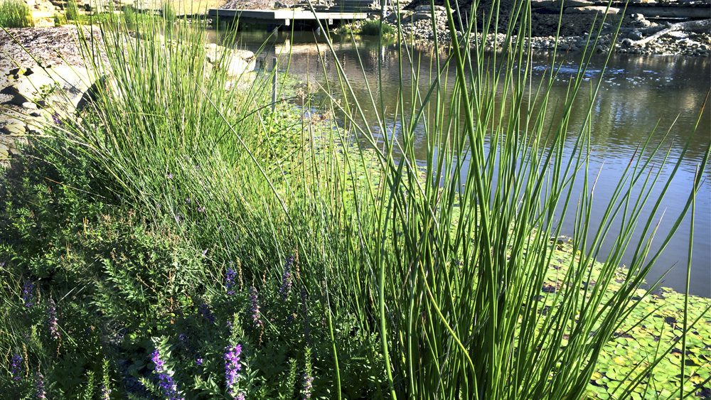 stem_landscape_design_wetland.jpg