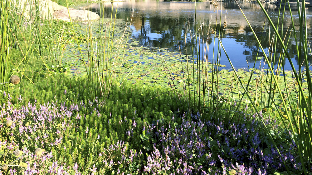 stem_landscape_architecture_and_design_wetland.jpg