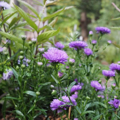 STEM_LANDSCAPE_FLOWERS_WEB.jpg