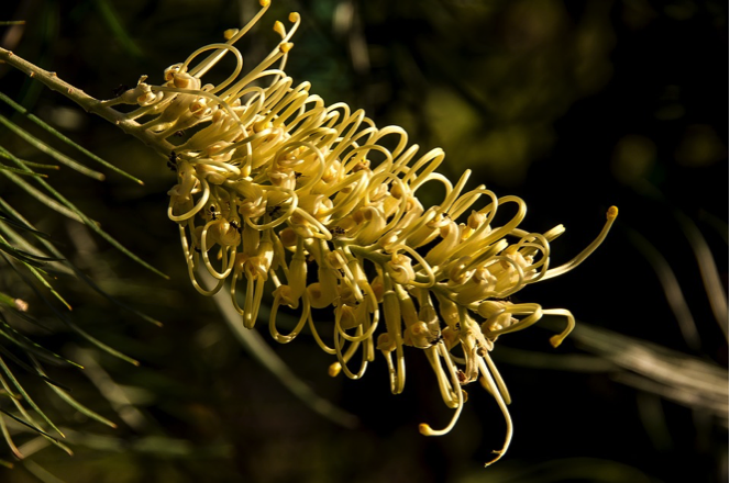 Grevillea Moonlight is one of the best grevilleas….it is tough & adaptable and also flowers all year round, not just through winter.