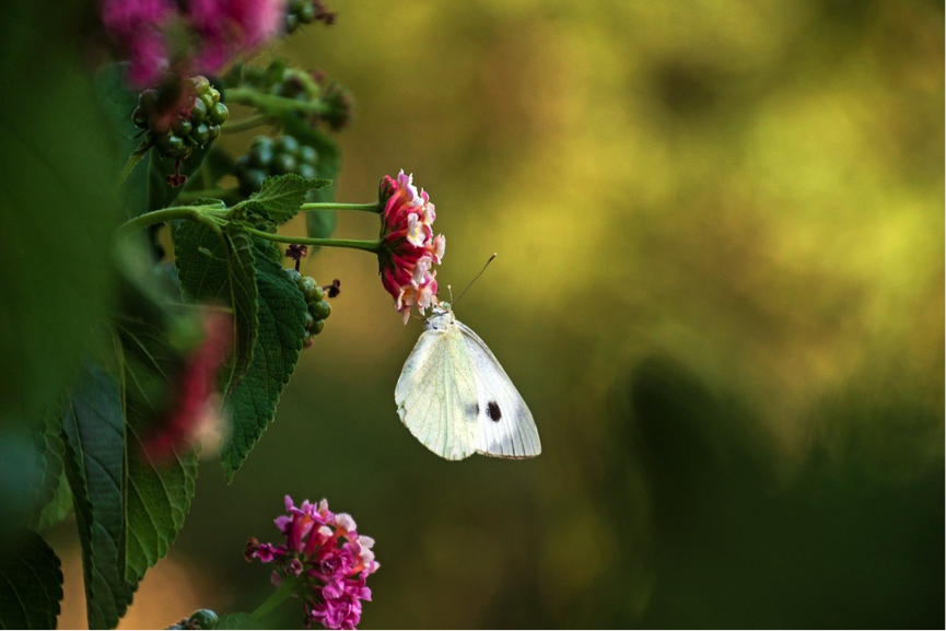 PESTS_CABBAGE_MOTH.png