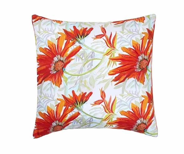 African Daisy