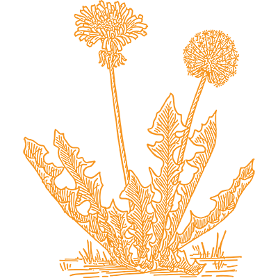 dandelion_artists_social.png