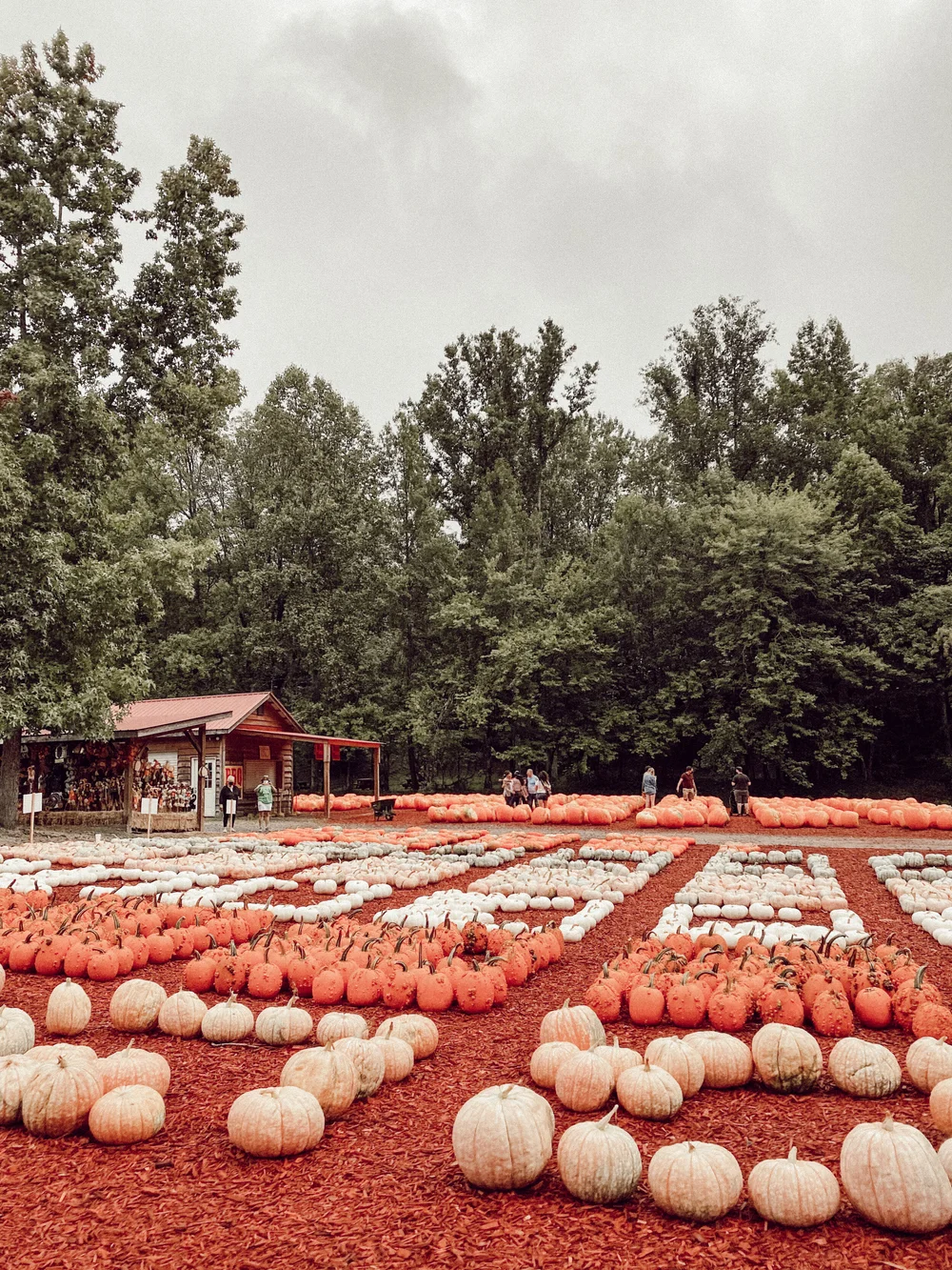 Burt's Pumpkin Farm — Lesley W Graham