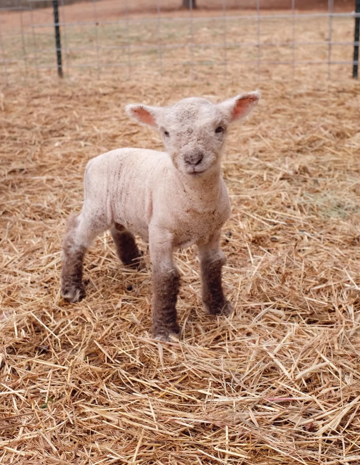 our newest baby sheep 🐑 valentine. born on february 13th 🥰💘. he's doing great and so is his mama, peggy. this is our second babydoll sheep born on the farm and both times it has been a surprise! we are getting better at seeing the signs of pregnan