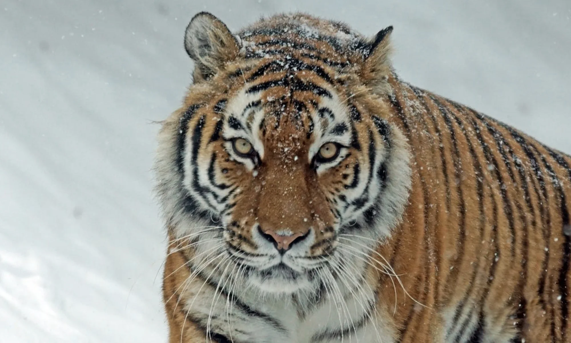 Curiosity As Expertise