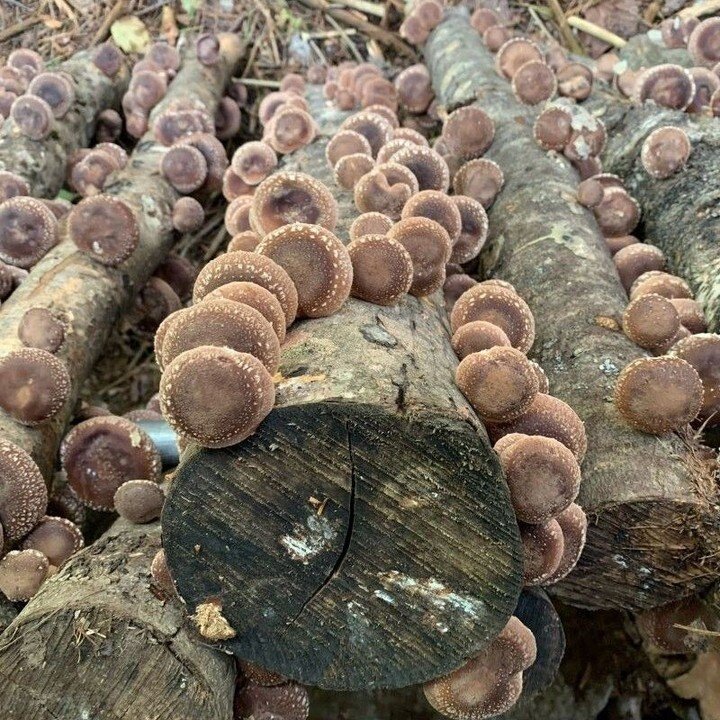 Our pals Erin and David from Tiny Acres Farm are hosting a shiitake inoculation workshop in the Wanderwood on Saturday, March 23 from 1 to 4. ⁠
⁠
Join us for this fungi-filled afternoon. This hands-on workshop will introduce you to ALLLLLL the basics