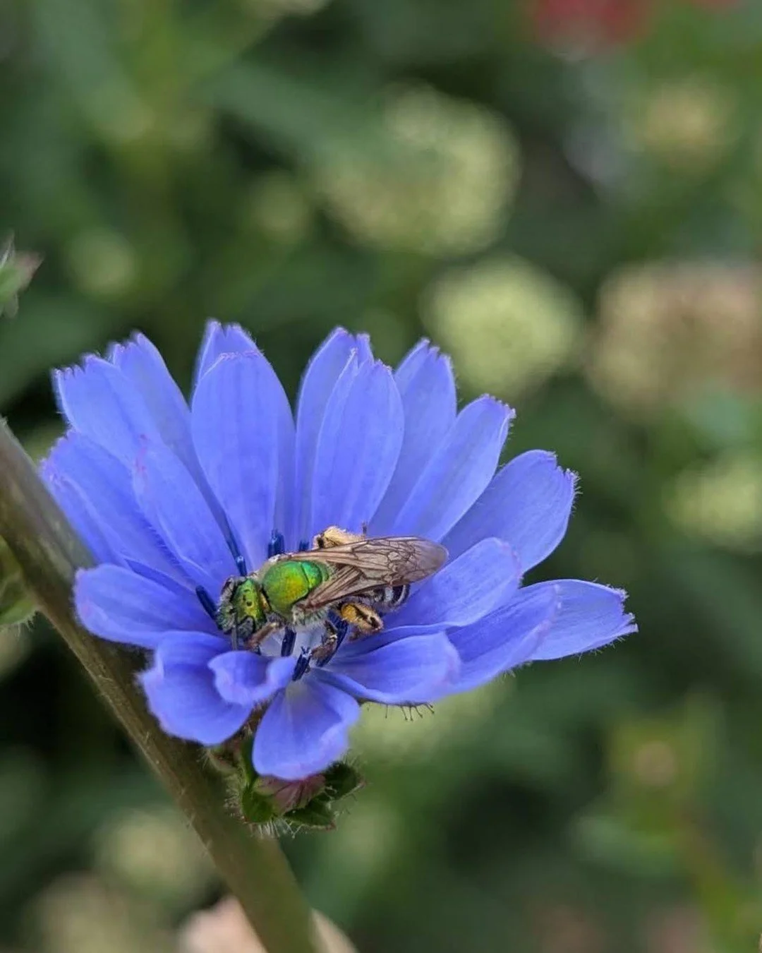 Bug buddies in the field!⁠
⁠
Our interest in insects has really *taken flight* this year (har har). A huge part of organic farming involves considering the lifecycles of our tiniest friends (and foes!) ⁠
⁠
Here are a few favorite field sightings from