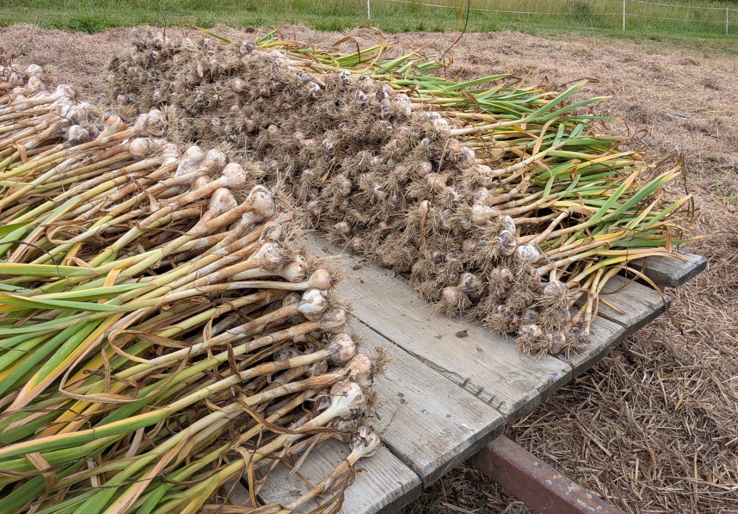 garlic 2026 1.jpg