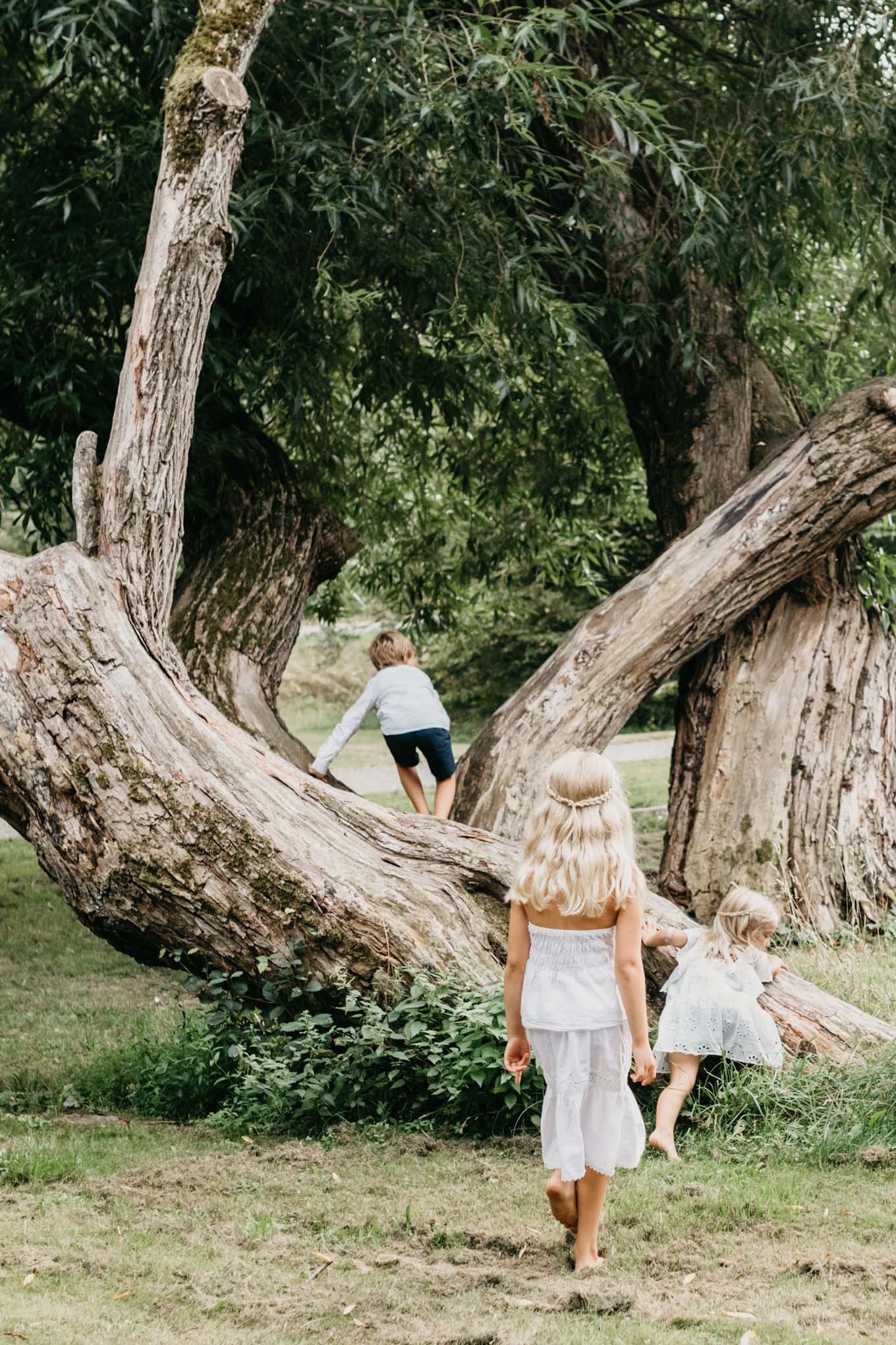 Barn klättar i pilträd