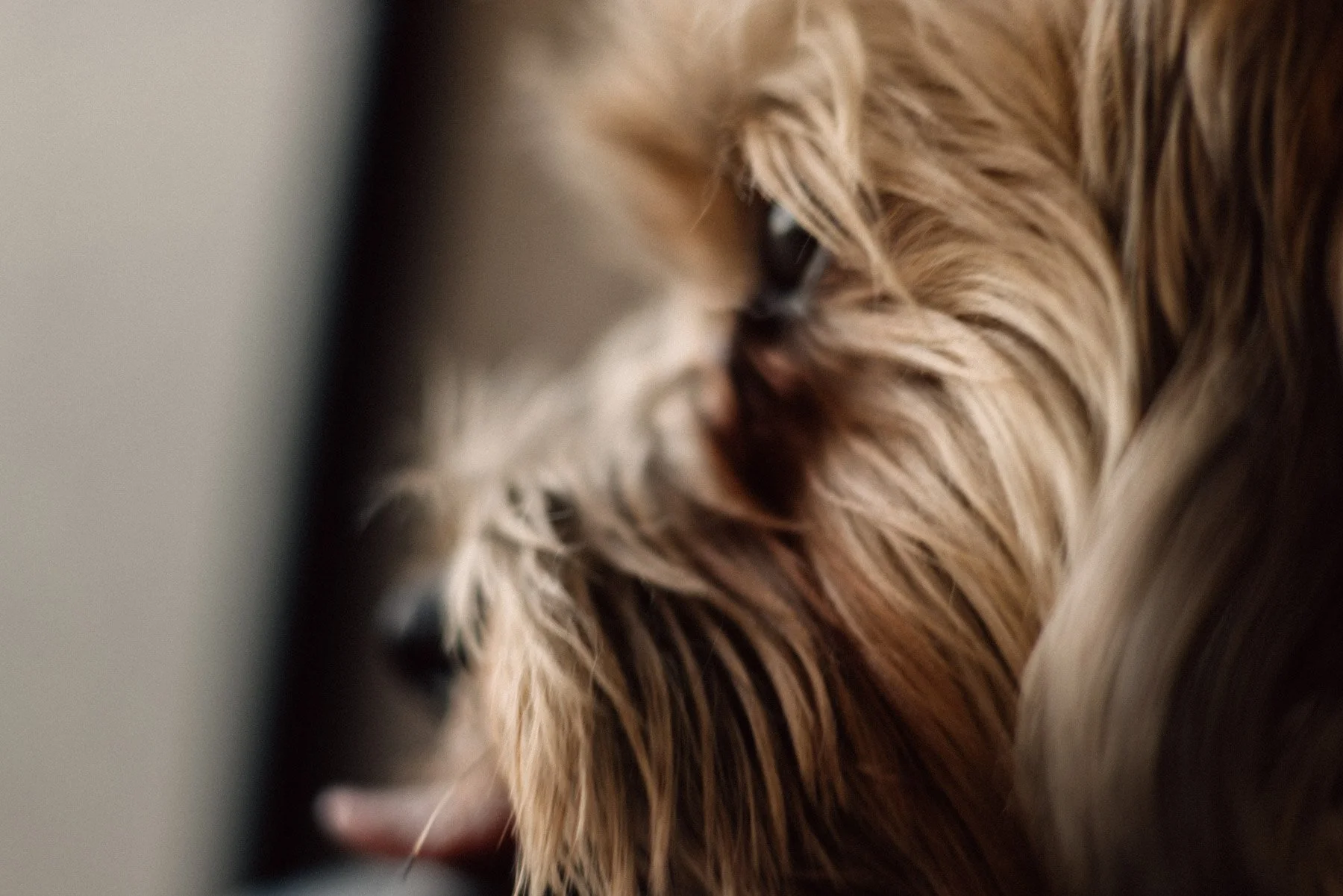 Otto in Hebden Bridge town setting